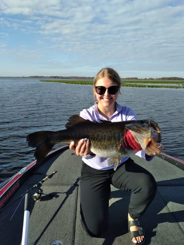 South Florida Bass Fishing In Windermere