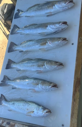 Laguna Madre Inshore Fishing -Full Day In Corpus Christi