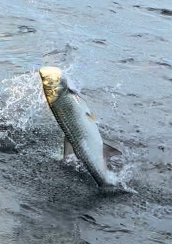Boca Grande Trophy Tarpon Fishing in Boca Grande