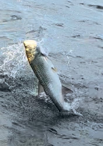 Boca Grande Trophy Tarpon Fishing - 95% Success In Boca Grande