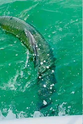 Boca Grande Trophy Tarpon Fishing - 95% Success In Boca Grande