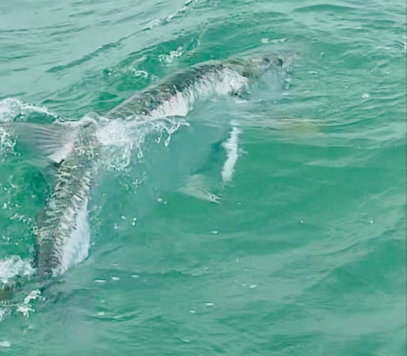 Boca Grande Trophy Tarpon Fishing - 95% Success In Boca Grande