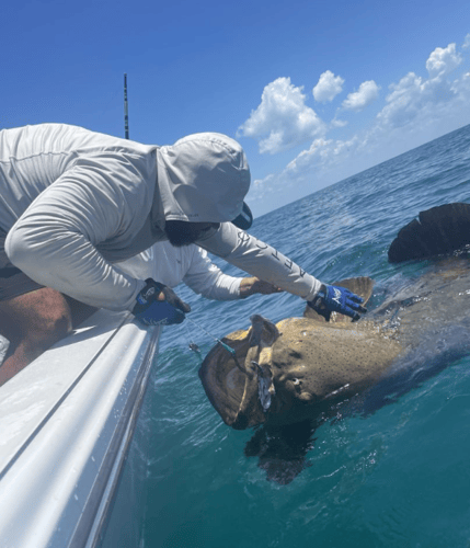 Nearshore Live Action In Bokeelia