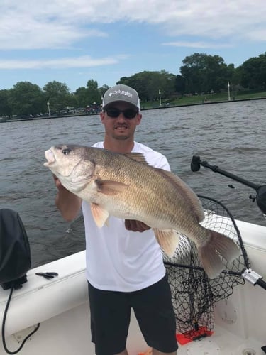 Lake Macatawa Trophy Sheepshead In Holland