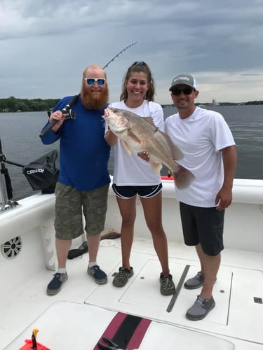 Lake Macatawa Trophy Sheepshead In Holland