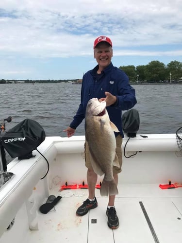 Lake Macatawa Trophy Sheepshead In Holland