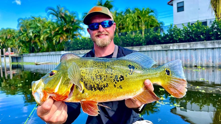 Canal Fishing For Peacock Bass In Delray Beach
