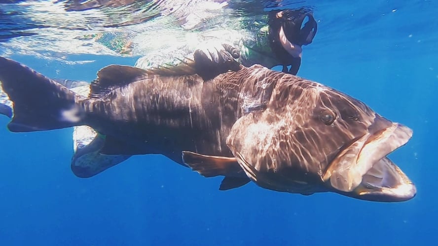 Spearfishing Cabo In Cabo San Lucas