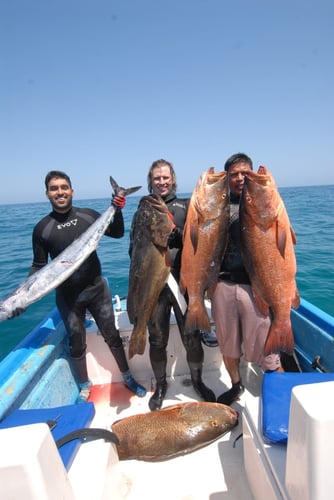 Spearfishing Cabo In Cabo San Lucas