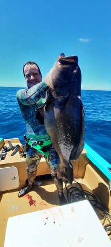 Spearfishing Cabo In Cabo San Lucas