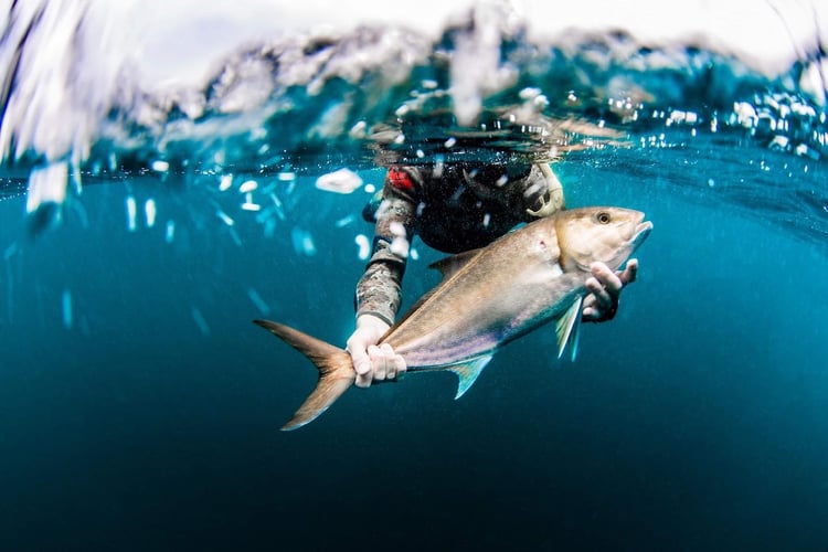 Blue Water Spearfishing Trip in Cabo San Lucas