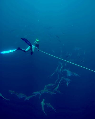 Blue Water Spearfishing Trip in Cabo San Lucas