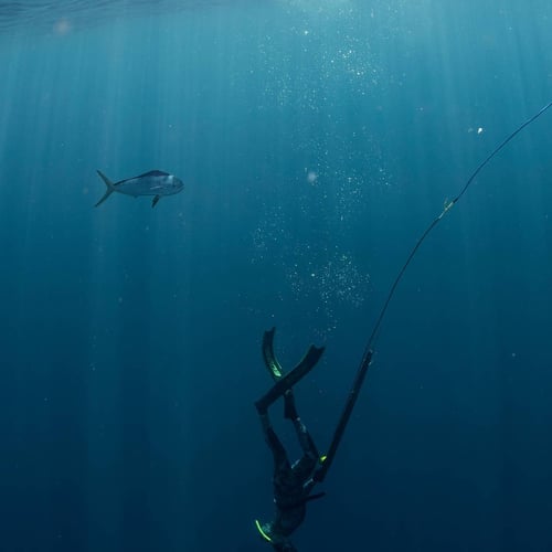 Blue Water Spearfishing Trip in Cabo San Lucas