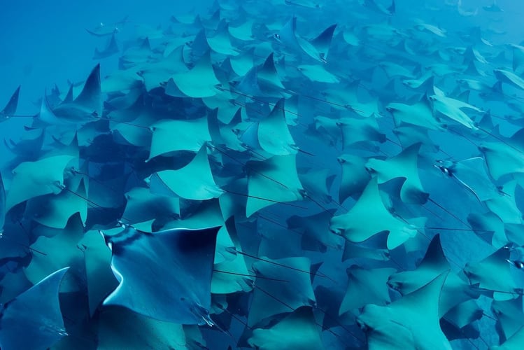 Blue Water Spearfishing Trip in Cabo San Lucas