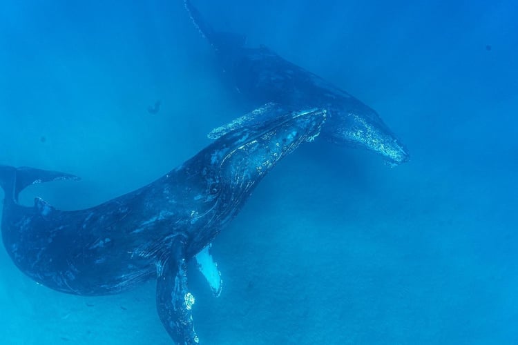 Blue Water Spearfishing Trip in Cabo San Lucas