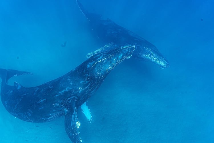 Blue Water Spearfishing Trip In Cabo San Lucas