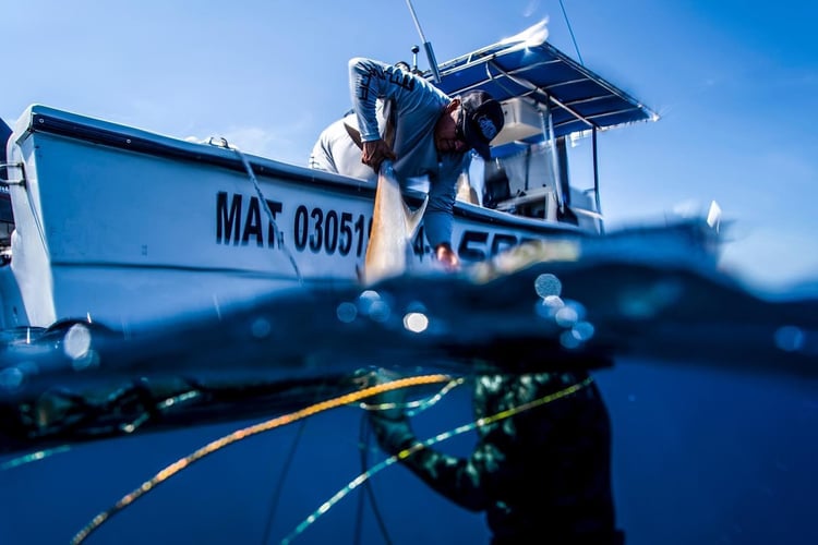 Blue Water Spearfishing Trip in Cabo San Lucas