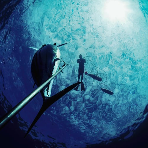 Blue Water Spearfishing Trip in Cabo San Lucas