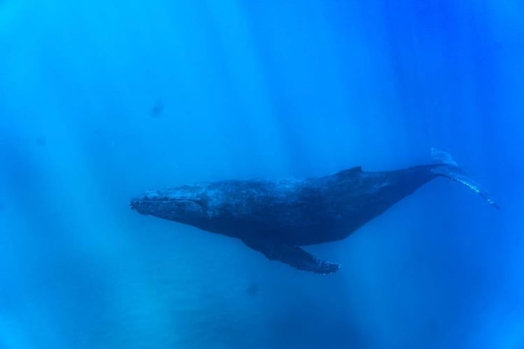 Blue Water Spearfishing Trip in Cabo San Lucas