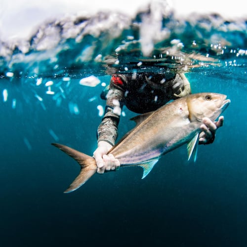 Blue Water Spearfishing Trip in Cabo San Lucas