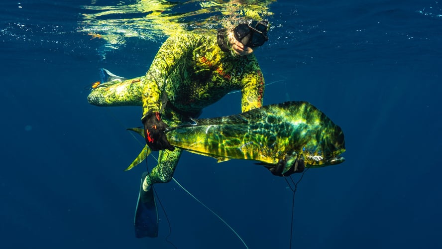 Blue Water Spearfishing Trip in Cabo San Lucas