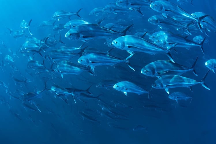 Blue Water Spearfishing Trip in Cabo San Lucas