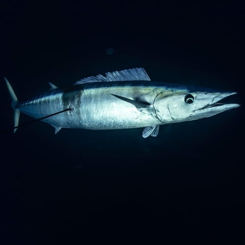 Blue Water Spearfishing Trip in Cabo San Lucas