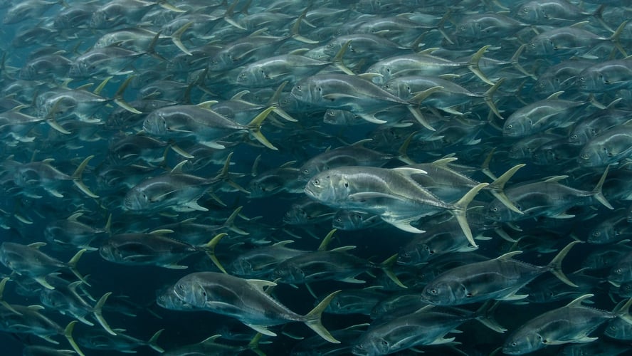 Blue Water Spearfishing Trip in Cabo San Lucas