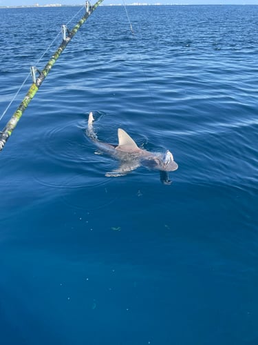 Big Game Shark Fishing In Pompano Beach