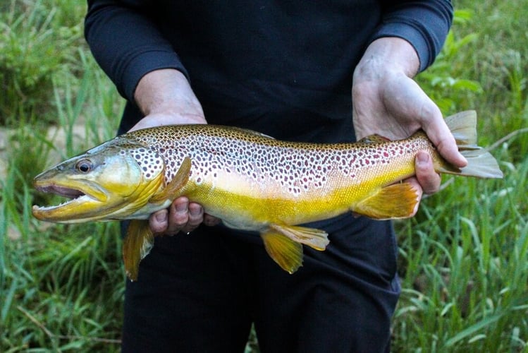 Streamer Fishing for Brown Trout in Johnson City