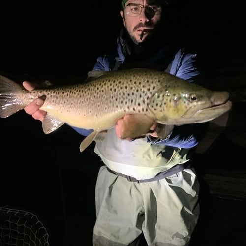 Premier Nighttime Trout Fishing In South Boardman