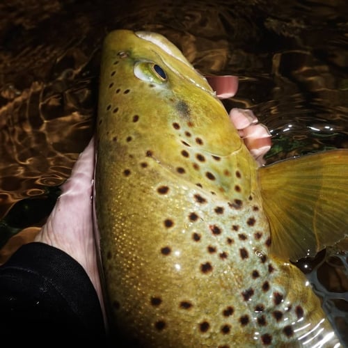 Premier Nighttime Trout Fishing In South Boardman