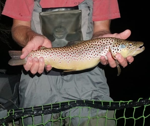 Premier Nighttime Trout Fishing In South Boardman