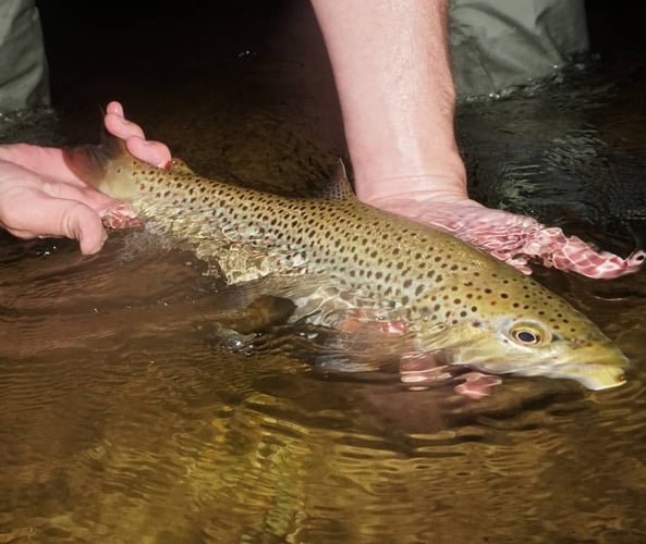 Premier Nighttime Trout Fishing In South Boardman