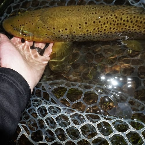 Premier Nighttime Trout Fishing In South Boardman