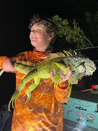 Peacock Bass And Iguana Hunt Combo In Cape Coral