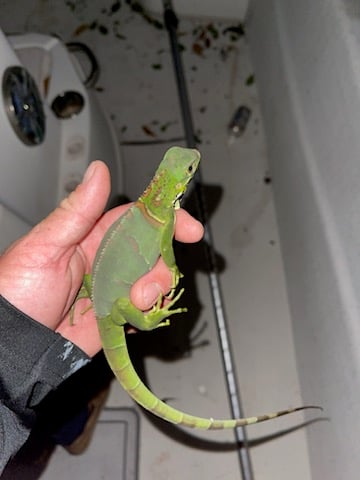 Cape Coral Iguana Hunt In Cape Coral