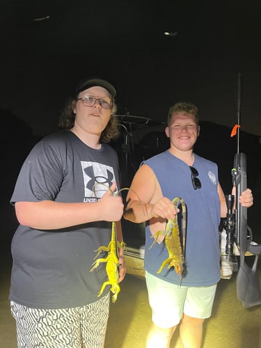 Peacock Bass And Iguana Hunt Combo In Cape Coral