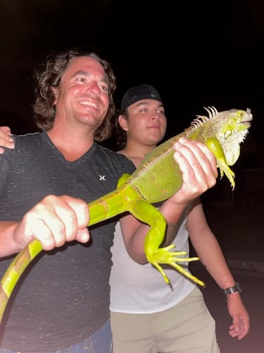 Cape Coral Iguana Hunt In Cape Coral