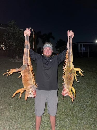 Peacock Bass And Iguana Hunt Combo In Cape Coral