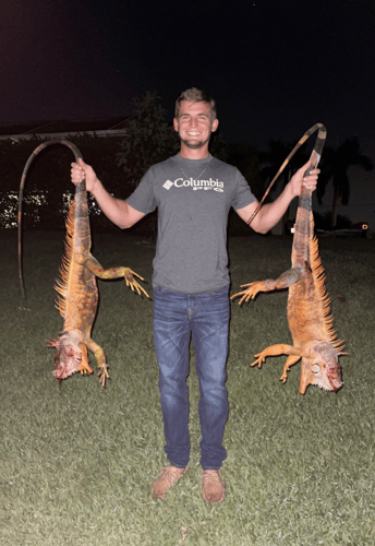 Cape Coral Iguana Hunt In Cape Coral