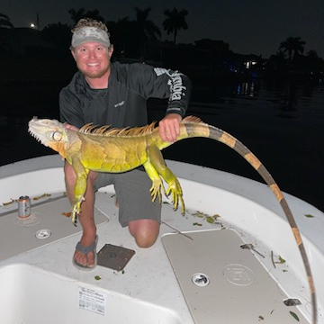 Cape Coral Iguana Hunt In Cape Coral