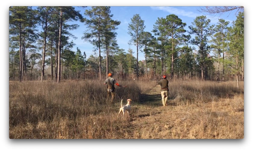 Austin, TX Quail Hunting In Austin