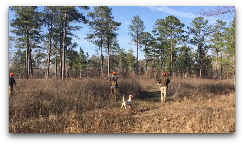 Austin, TX Quail Hunting In Austin