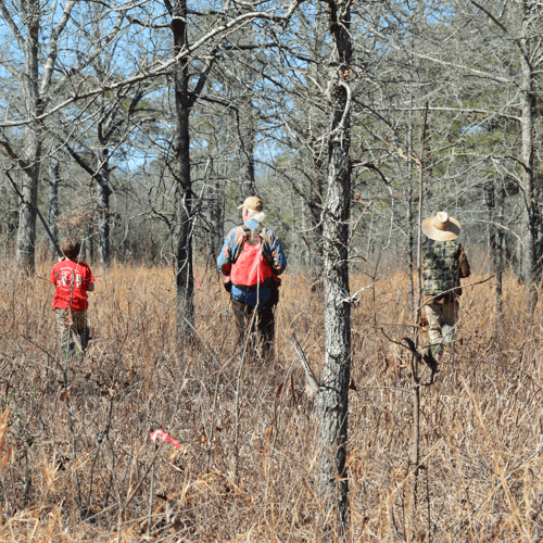 Austin, TX Quail Hunting In Austin