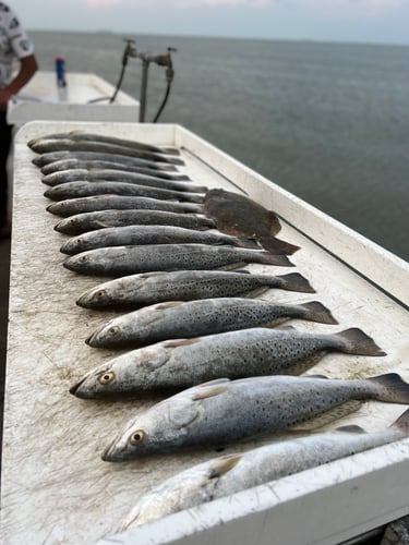 Galveston Game Fish Roundup In Galveston