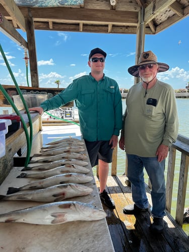 Galveston Game Fish Roundup In Galveston