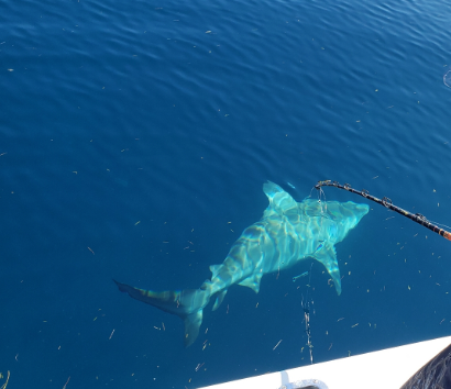 Key Largo Reef Trip In Key Largo