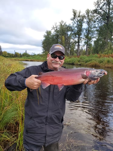 Wild Salmon And Trout On The Fly In Talkeetna