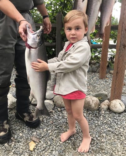 Wild Salmon And Trout On The Fly In Talkeetna